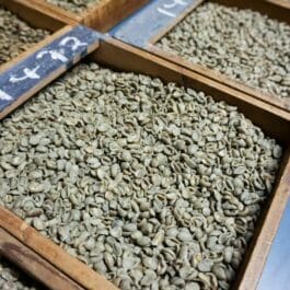 Kenya coffee beans GIKI GITIRI
